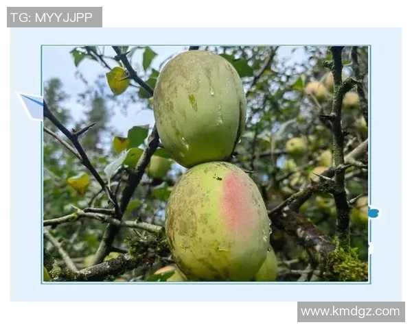 水果的多样魅力：探索世界各地独特果品与营养价值的奇妙之旅